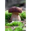 Zestaw grzybów pod drzewa iglaste + kania - 7 gatunków - grzybnia