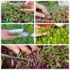 Microgreens - Decorazione - dekoracyjny dodatek do potraw - zestaw 5 szt. + pojemnik do uprawy