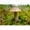 Zestaw grzybów pod drzewa liściaste + kania - 7 gatunków - grzybnia