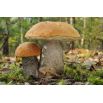 Zestaw grzybów pod drzewa liściaste + kania - 7 gatunków - grzybnia