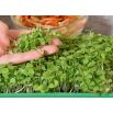 Microgreens - Fit pack - doskonały dodatek do sałatek - zestaw 10 szt. + pojemnik do uprawy