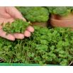 Microgreens - Bomba witaminowa - nasiona na dobre zdrowie - zestaw 10 szt. + pojemnik do uprawy