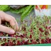 Microgreens - Decorazione - dekoracyjny dodatek do potraw - zestaw 5 szt. + pojemnik do uprawy
