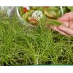 Microgreens - Fit pack - doskonały dodatek do sałatek - zestaw 10 szt. + pojemnik do uprawy