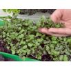 Microgreens - Decorazione - dekoracyjny dodatek do potraw - zestaw 5 szt. + pojemnik do uprawy