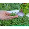 Microgreens - Decorazione - dekoracyjny dodatek do potraw - zestaw 5 szt. + pojemnik do uprawy