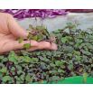 Microgreens - Fit pack - doskonały dodatek do sałatek - zestaw 10 szt. + pojemnik do uprawy