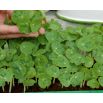 Microgreens - Fit pack - doskonały dodatek do sałatek - zestaw 10 szt. + pojemnik do uprawy