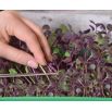 Microgreens - Fit pack - doskonały dodatek do sałatek - zestaw 10 szt. + pojemnik do uprawy