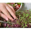 Microgreens - Decorazione - dekoracyjny dodatek do potraw - zestaw 5 szt. + pojemnik do uprawy