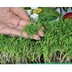 Microgreens - Bomba witaminowa - nasiona na dobre zdrowie - zestaw 10 szt. + pojemnik do uprawy