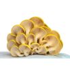 Boczniak cytrynowy - Duża paczka - 100 szt. - grzybnia na kołkach