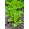 Baby Leaf - Sałata liściowa Lollo Bionda