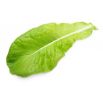 Baby Leaf - Sałata rzymska Parris Island cos