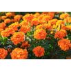 Aksamitka Tangerine - pełna, niska, pomarańczowa