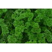 Pietruszka naciowa Rizado Verde Oscuro - kędzierzawa