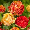 Tulipan Double Gudoshnik - 5 szt.