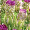 Tulipan Purple Tower - 5 szt.
