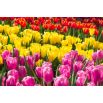 Trójkolorowy zestaw tulipanów - duża paczka - 45 szt.