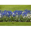 Szafirek - Muscari - kompozycja biało-niebieska - 60 szt.