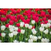 Tulipan biały i czerwony - duża paczka! - 50 szt.