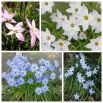 Ipheion - Ifejon - mieszanka kolorów - duża paczka! - 80 szt.