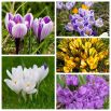 Krokus wielkokwiatowy - 5 odmian - 100 szt.