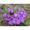 Krokus Remembrance - duża paczka! - 200 szt.