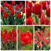 Zestaw tulipanów w odcieniach czerwieni - 200 szt.