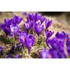 Krokus Flower Record - 10 szt.