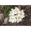 Krokus Jeanne d'Arc - duża paczka! - 200 szt.