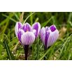 Krokus King of the Striped - 10 szt.