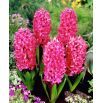 Hiacynt Pink Pearl - duża paczka! - 30 szt.