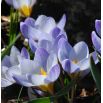 Krokus Blue Pearl - duża paczka! - 200 szt.