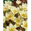 Krokus Cream Beauty - duża paczka! - 200 szt.