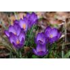 Krokus Ruby Giant - duża paczka! - 200 szt.