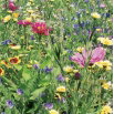 Mieszanka kwiatów - Na Suche Tereny