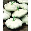 Patison Custard White