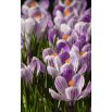 Krokus Pickwick - duża paczka! - 200 szt.