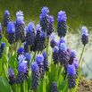 Szafirek szerokolistny - Muscari latifolium - duża paczka! - 100 szt.