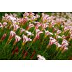 Szczawik Versicolor - duża paczka! - 20 szt.