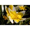 Tulipan Tarda - opak. 5 szt.