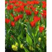Tulipan botaniczny - Tubergen's Variety - 5 szt.