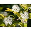 Dereń biały - Sibirica - sadzonka