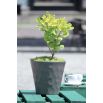Osłonka okrągła Rocka - 17 cm - limonka