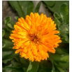 Nagietek lekarski Apricot Twist - brzoskwiniowy