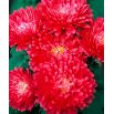 Aster peoniowy Opalfeauer
