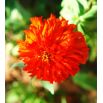 Cynia chryzantemowa Red Man - czerwona