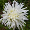 Aster chryzantemowy Opal - biały