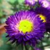 Aster półpełny Iskra - fioletowy